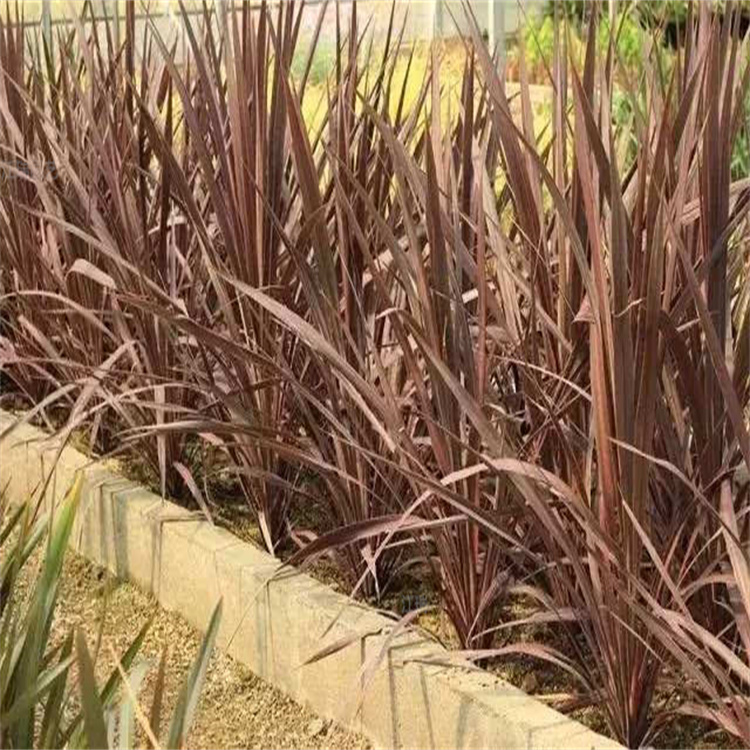 橘红苔草花境用苗 花坛边缘橘红苔草批发 好货源 来电咨询