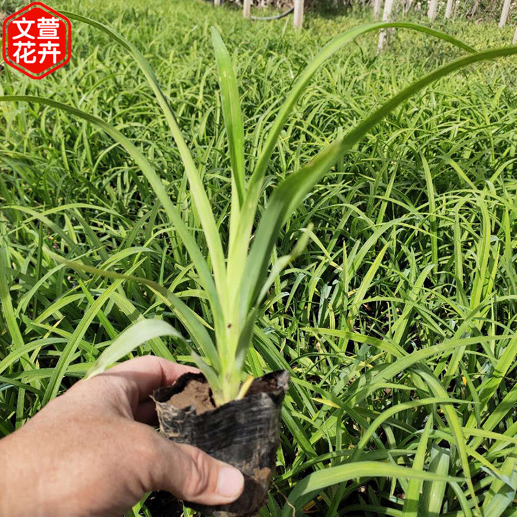 大花萱草基地 文萱花卉苗木 地栽大花萱草杯苗 山东地被草花