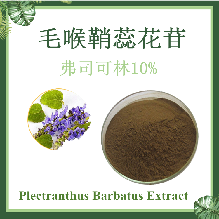 毛喉鞘蕊花提取物 毛喉鞘蕊花苷 弗斯可林10% 毛喉素