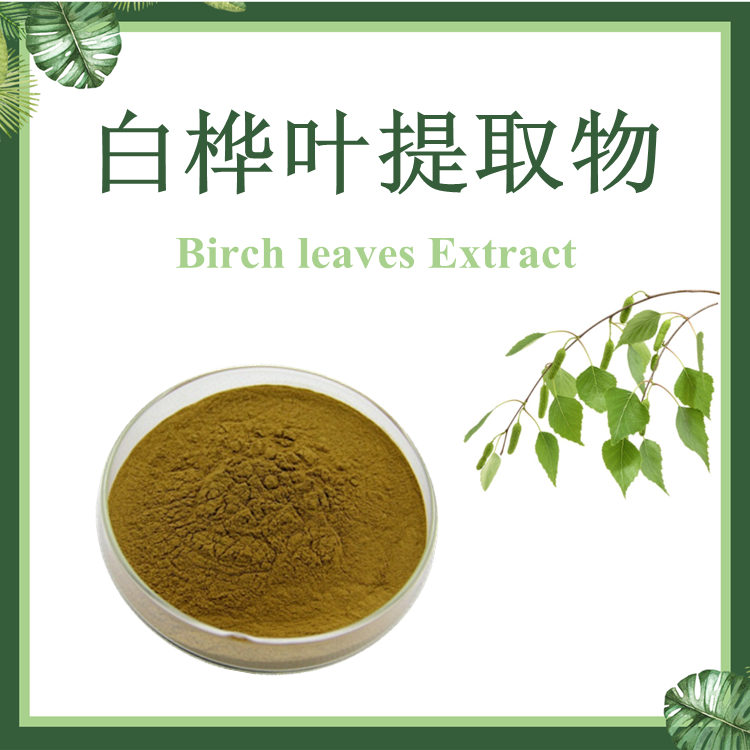 白桦叶提取物 10:1 桦树叶提取物 桦木叶提取物