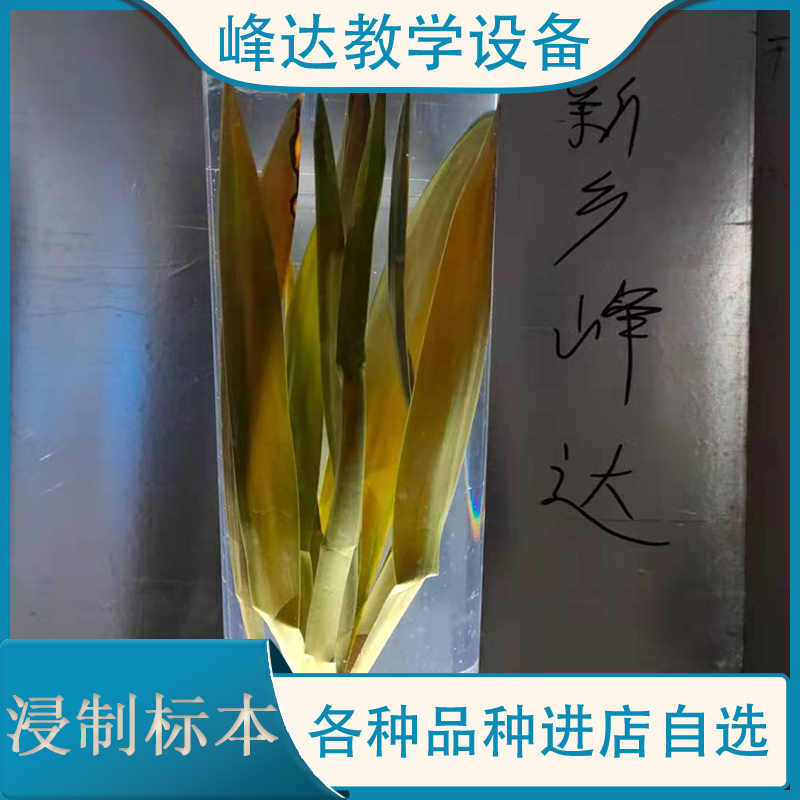 做标本的公司 植物标本 保色浸渍标本 浸制标本 浸制植物标本 中药浸制标本