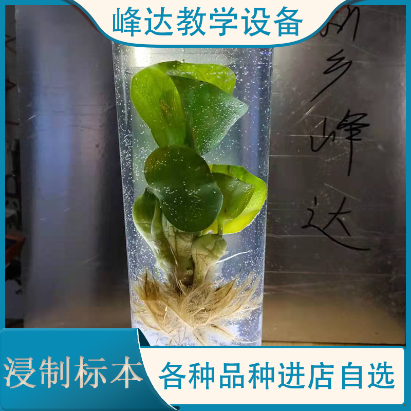 峰达教学 浸制标本 植物浸制标本 茵陈腊叶标本 浸制腊叶标本 量大优惠