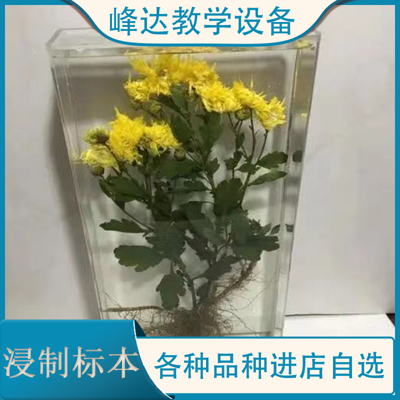 新乡峰达直销植物标本 菊花植物标本 植物浸制标本 标本馆专用的标本 中药浸制标本   峰达建设标本馆