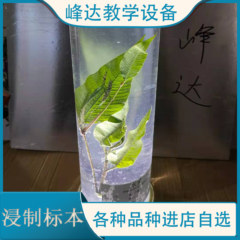 教育标本   浸制标本 植物浸制标本 茵陈浸制标本 中药植物教学 厂家直销