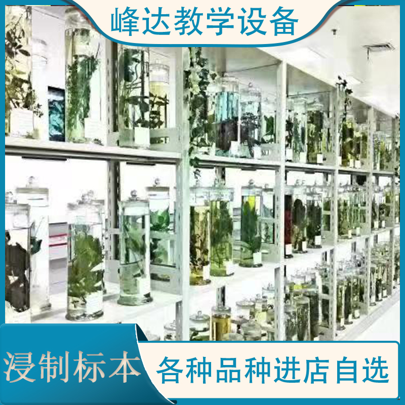 新乡市峰达教学制作 浸制标本 教课浸制植物标本 茵陈浸制标本 浸制腊叶标本 厂家直销