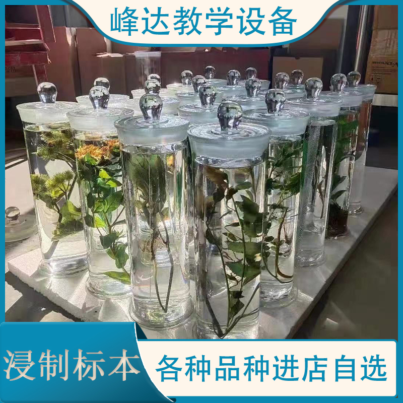 专注于标本 浸制标本 植物浸制标本 茵陈浸制标本 浸制腊叶标本   专业技术团队