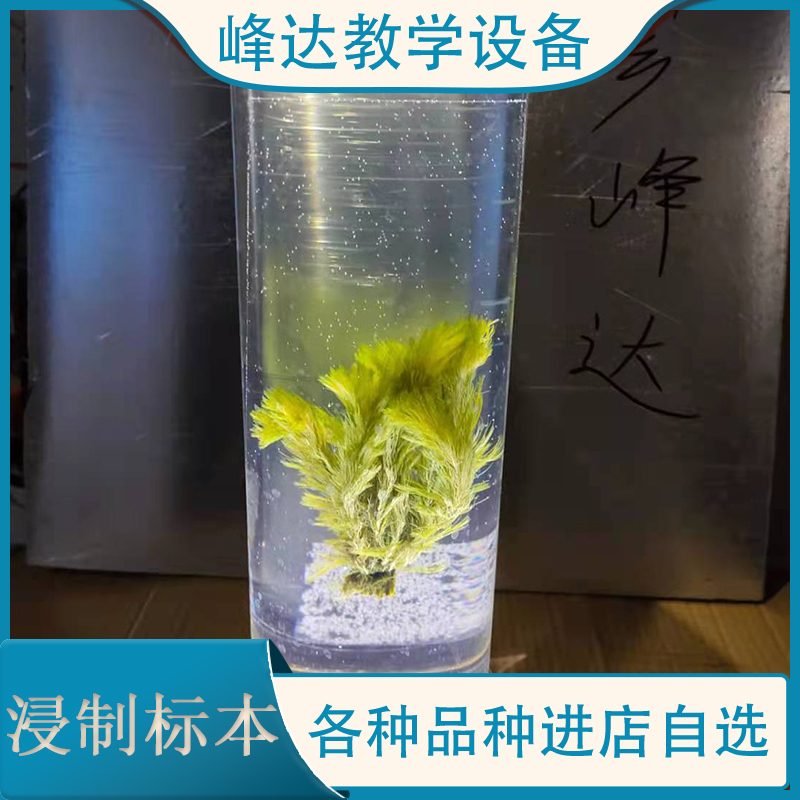 峰达教学 浸制标本 玻璃瓶装植物标本 茵陈浸制标本 浸制腊叶标本 厂家直销