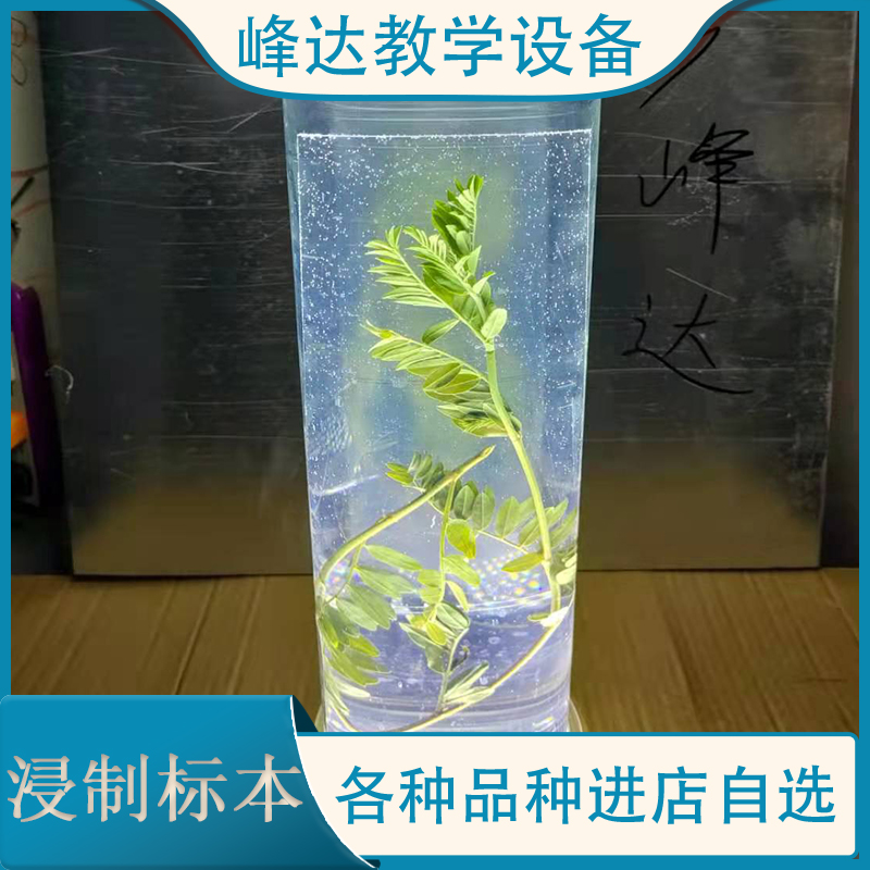 河南标本厂家  浸制标本 教课浸制植物标本 鉴赏地黄中药浸制标本 浸制腊叶标本  专业技术团队