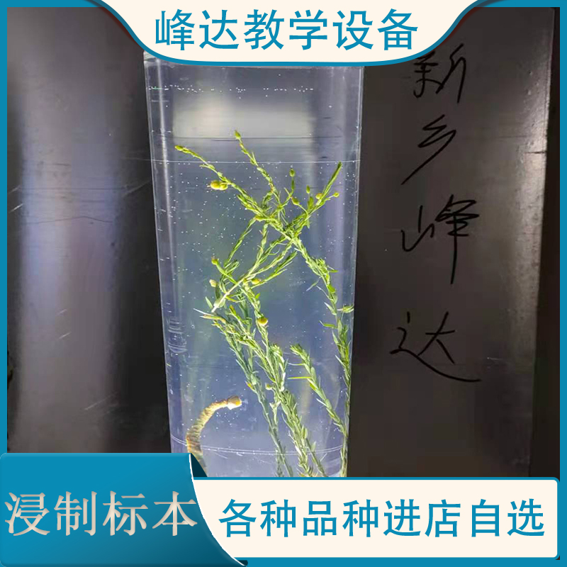 峰达教学 浸制标本 玻璃瓶装植物标本 茵陈腊叶标本 浸制腊叶标本 全国发货