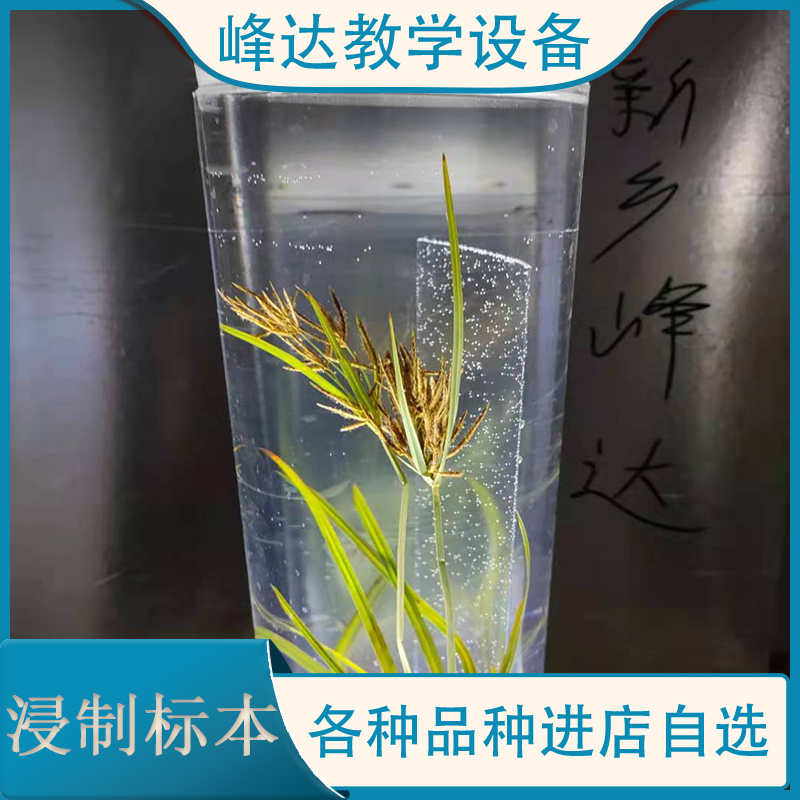 芦苇标本 保色浸渍标本 植物浸制标本 浸制植物标本 中药浸制标本 峰达标本模型厂 