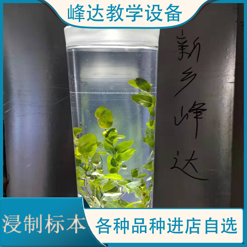 峰达教学 浸制标本 教课浸制植物标本 学习地黄中药浸制标本 中药植物教学 全国发货