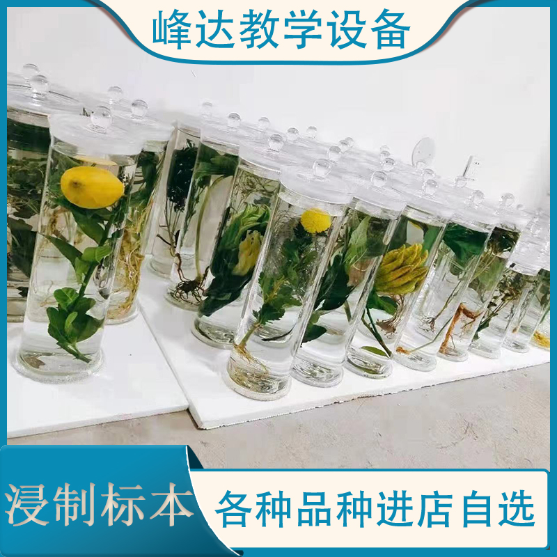 新乡市标本店   浸制标本 植物浸制标本 学习地黄中药浸制标本 保色持久标本 厂家直销