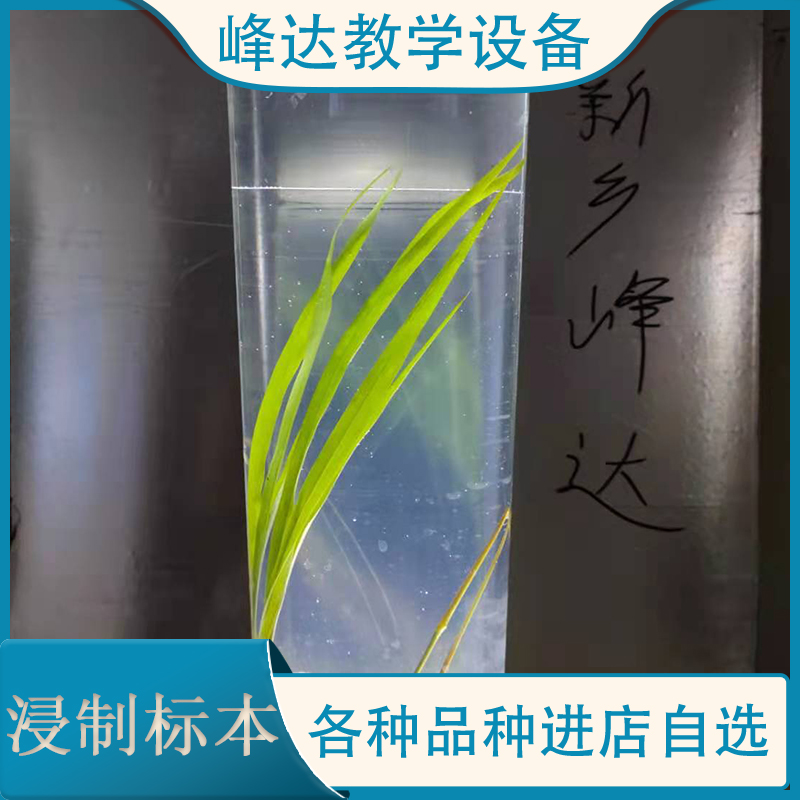 新乡标本厂家 浸制标本 教课浸制植物标本 茵陈腊叶标本 浸制腊叶标本 欢迎咨询