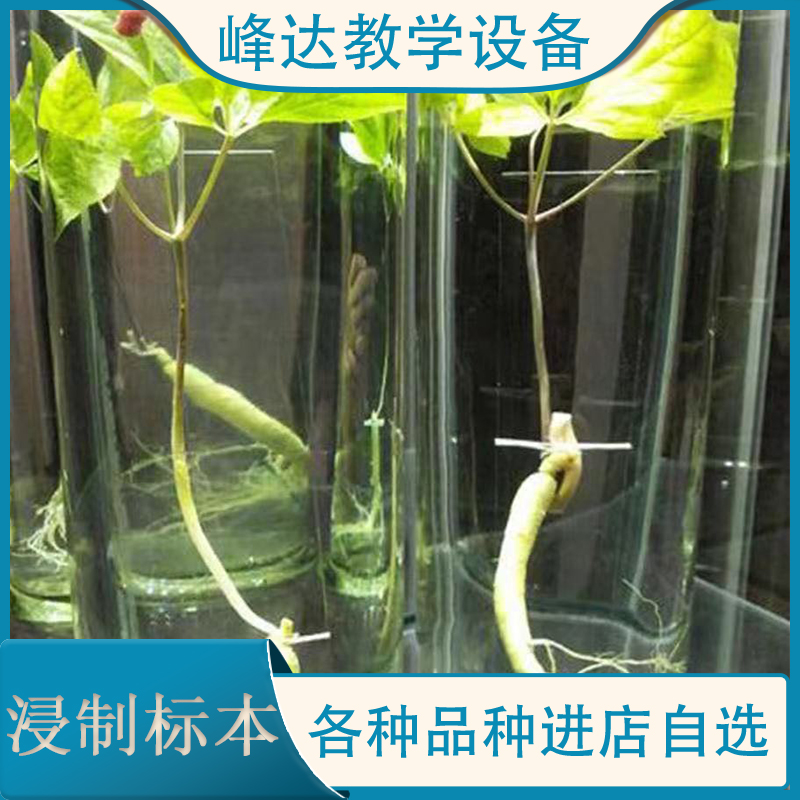 新乡标本老店 浸制标本 玻璃瓶装植物标本 鉴赏地黄中药浸制标本 中药植物教学 欢迎咨询