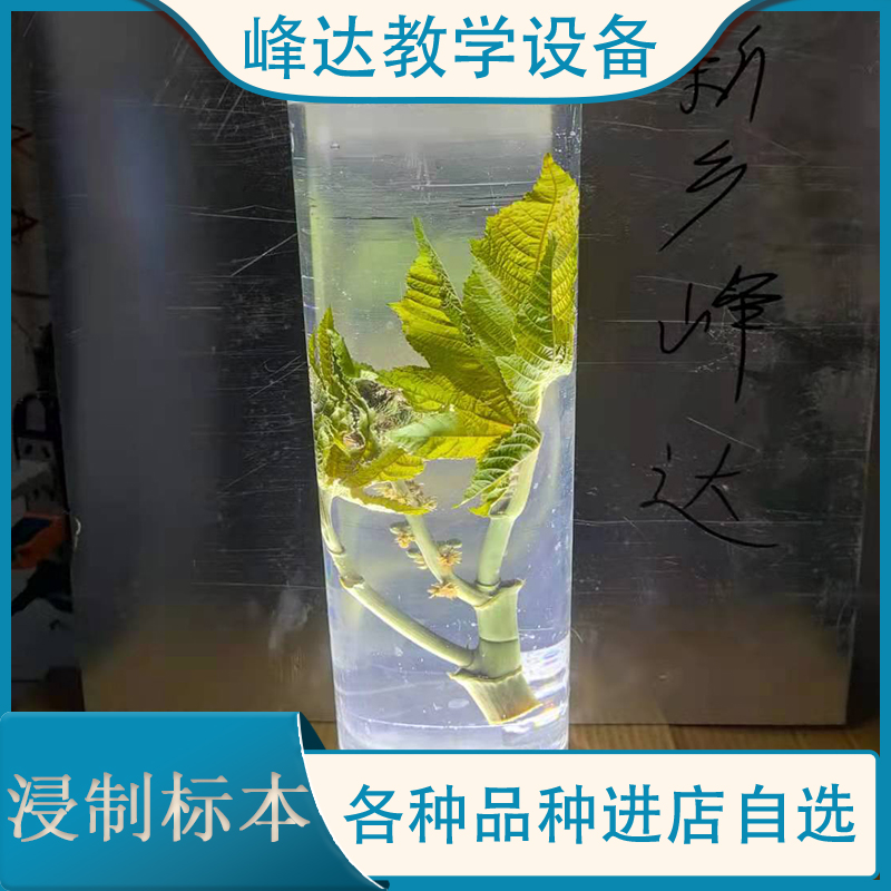 峰达教学 浸制标本 玻璃瓶装植物标本 茵陈浸制标本 浸制腊叶标本 全国发货