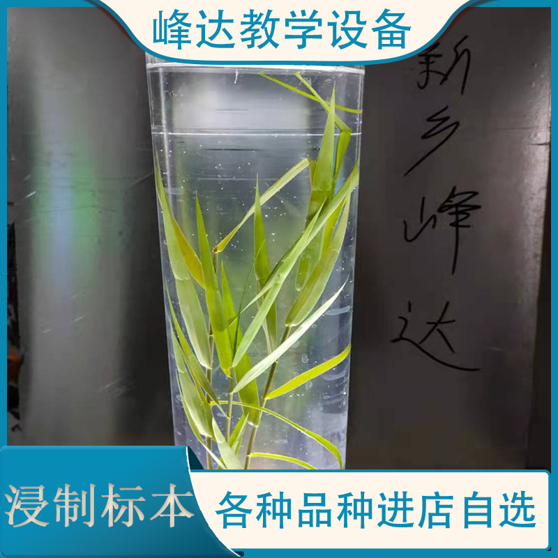 峰达教学 浸制标本 教课浸制植物标本 茵陈腊叶标本 中药植物教学 量大优惠