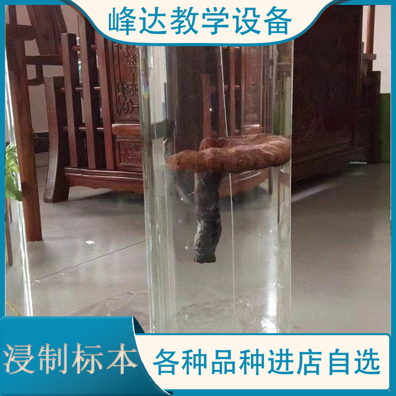 植物浸制标本 植物标本 植物浸渍标本 浸制标本  标本制作 峰达教学专业团队 峰达标本模型厂 