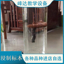 做标本的公司 植物浸制标本 植物标本 植物浸渍标本 浸制标本  标本制作 