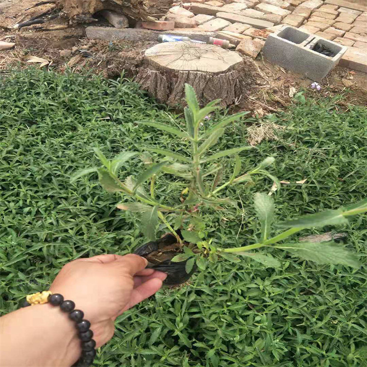 多头马鞭草报价 柳叶马鞭草常年开花 矮生马鞭草大量种植