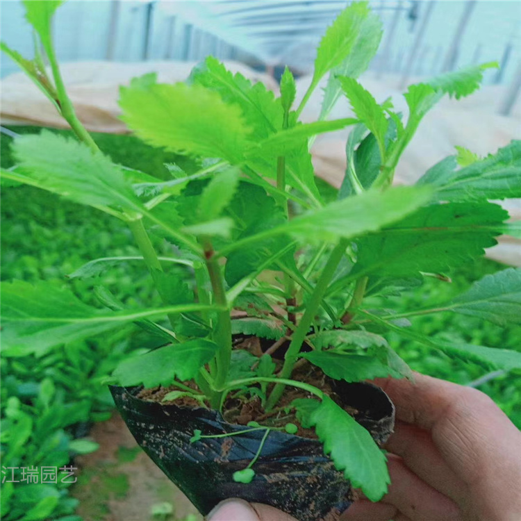 多年生直立草本马鞭草出售 花期长 易成活 咨询江瑞园艺