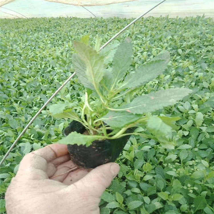 多头马鞭草价格 紫色花海工程小苗马鞭草 矮生马鞭草基地