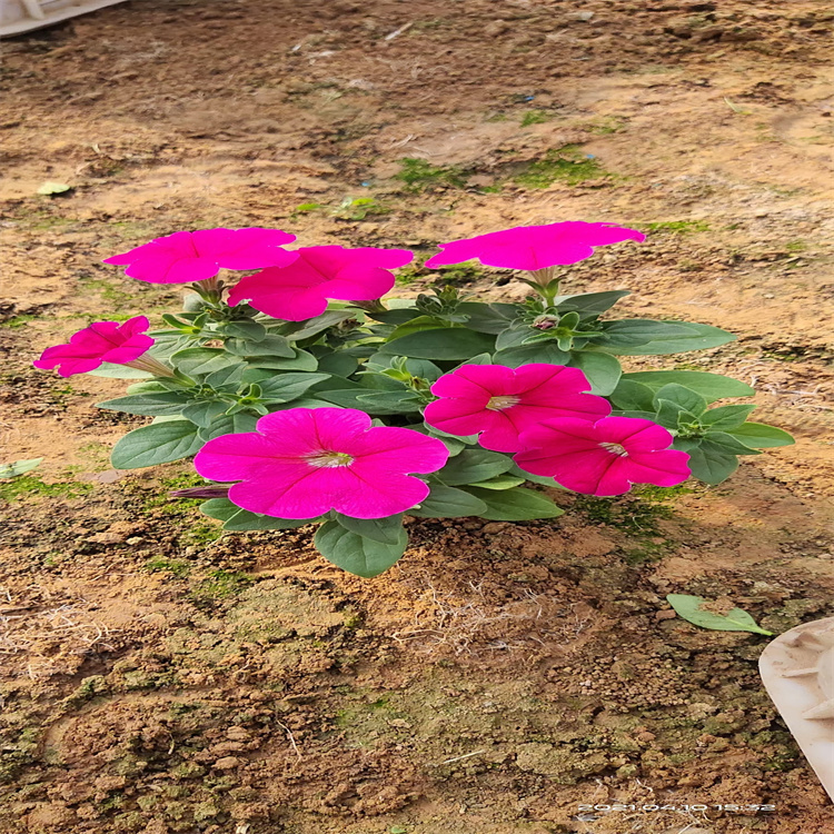多年生宿根花卉基地 宿根花卉品种 详情致电咨询