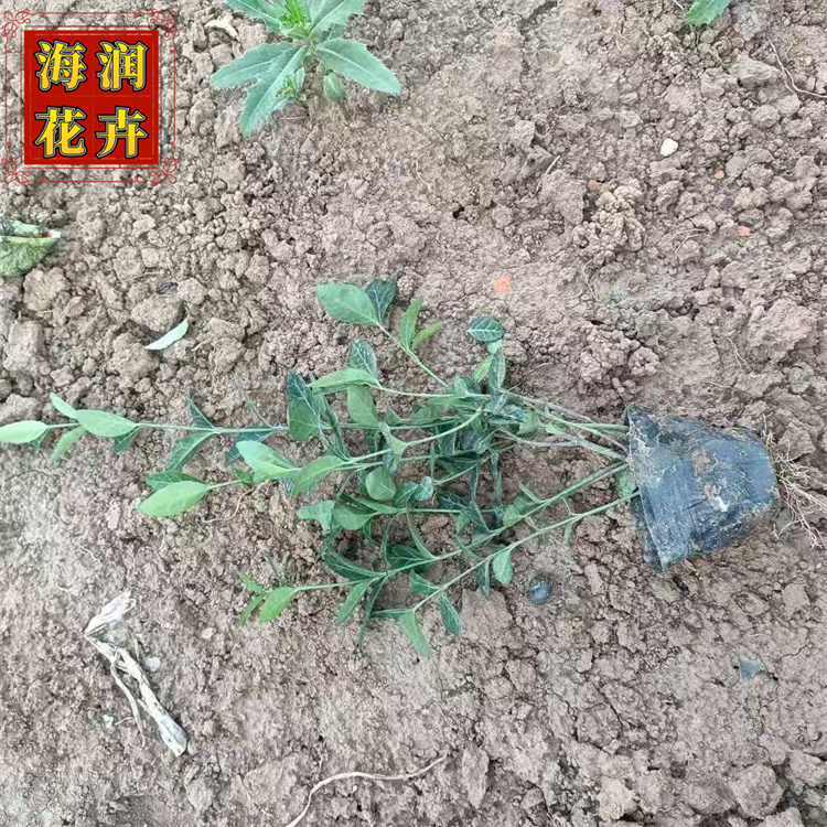攀爬植物小叶扶芳藤 园林绿化用小叶扶芳藤小苗杯苗 海润花卉 现货供应