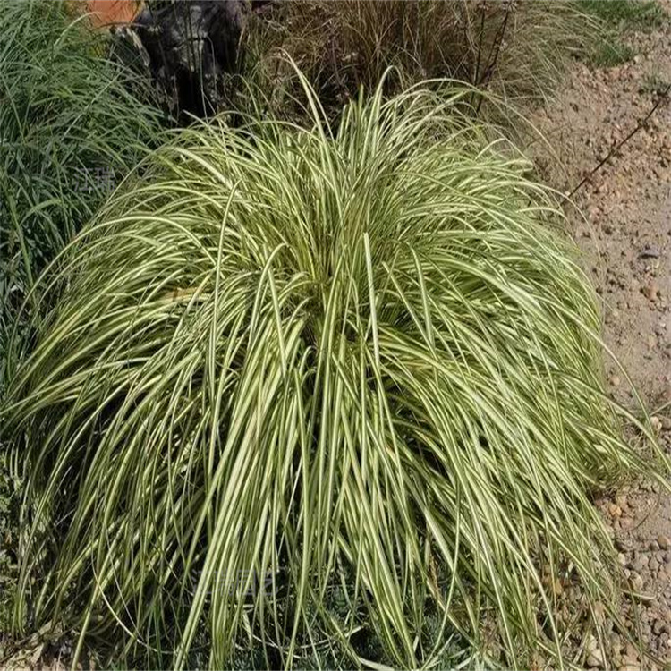 金叶苔草产地报价 金叶苔草露天种植 金叶苔草绿化用苗