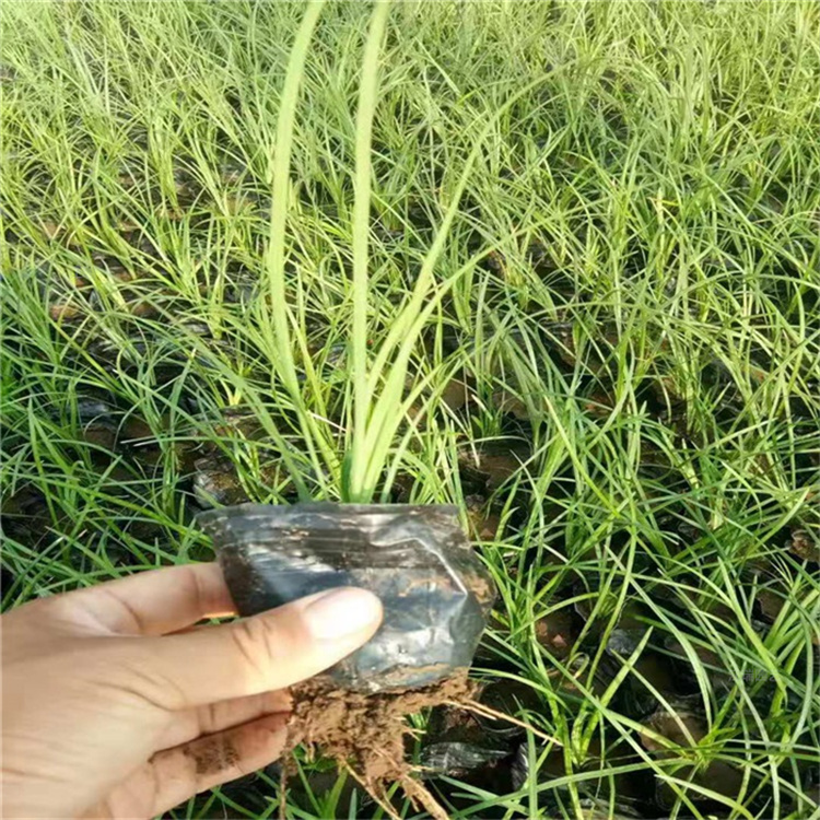 麦冬草现挖现卖 内蒙古麦冬批发基地 适于露天种植
