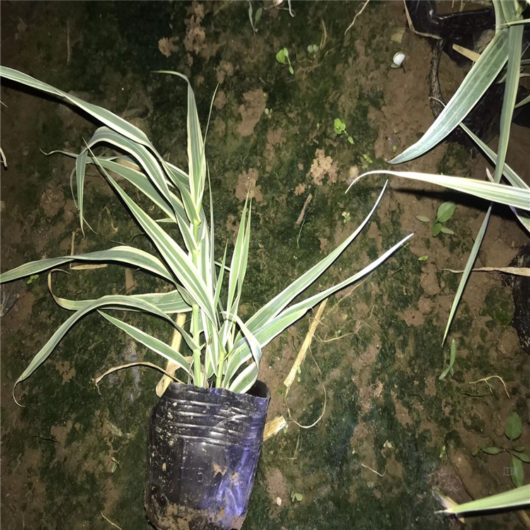 花叶芦竹批量出售 花叶芦竹花坛用苗 欢迎来电咨询