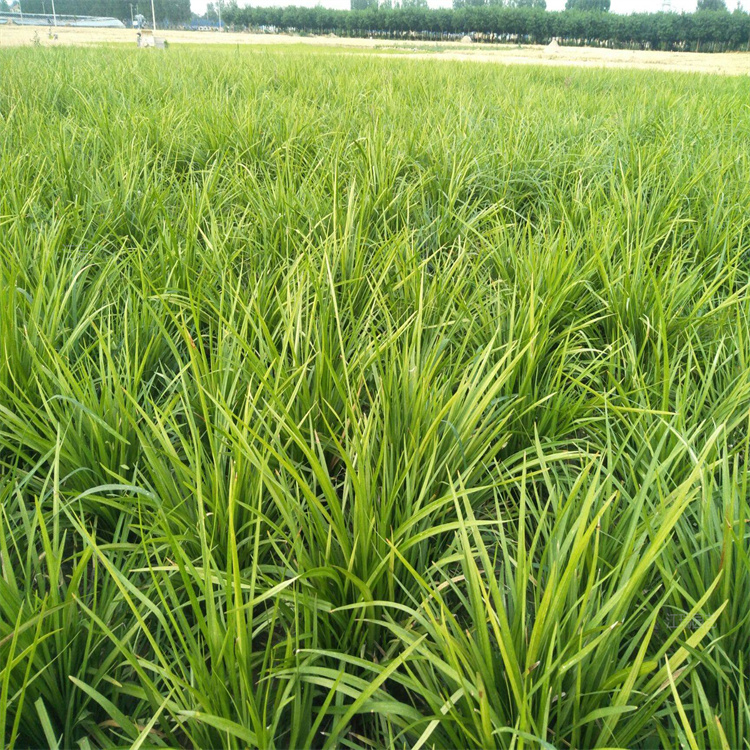 多芽麦冬价格合理 麦冬草楼盘绿化 江瑞麦冬草基地