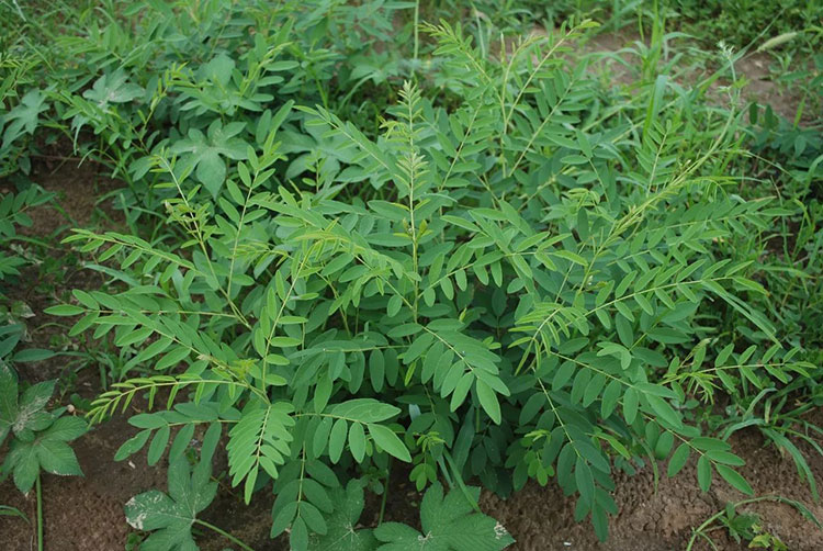 苦参一亩地能挣多少钱？ 苦参的种植技术与管理 苦参种植前景 苦参种植技术及亩收益