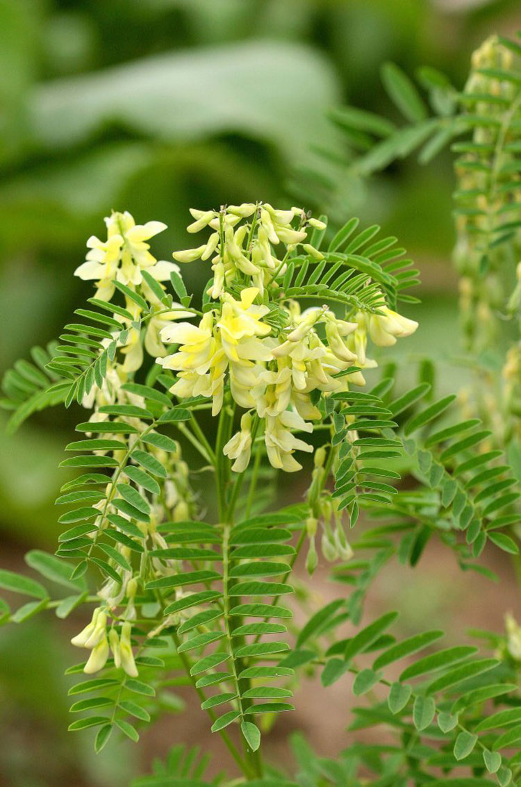 黄芪今年行情 黄芪厂家直销 黄芪种植技术管理 黄芪免费提供种植技术 黄芪批发价格
