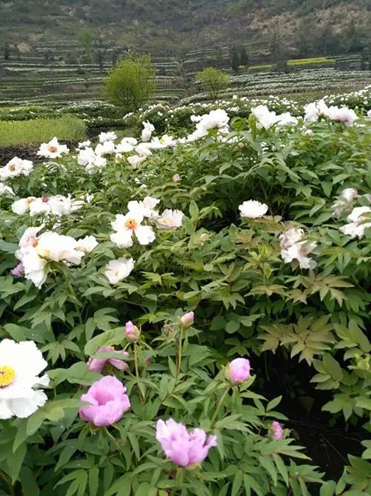 牡丹一亩地种植多少株？ 种植牡丹的经济效益怎么样？ 牡丹的种植方法与时间 	牡丹种植基地 牡丹的种植