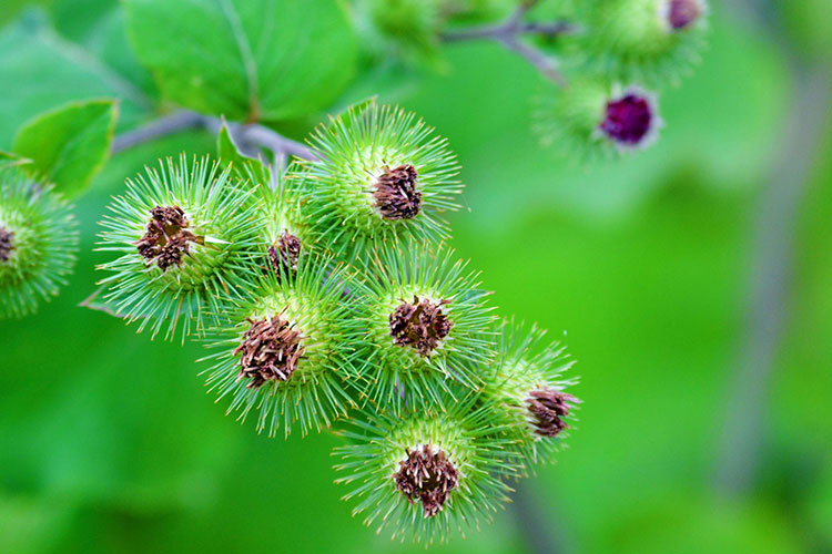 牛蒡子种植时间 大力子种植方法 牛蒡子种植技术 牛蒡子怎样种植才能高产 一亩牛蒡子种植成本