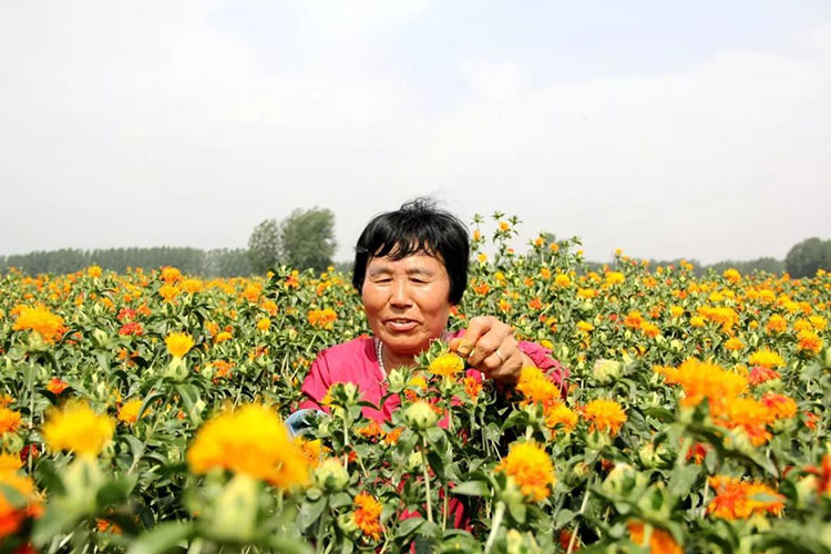 红花亳州基地 红花量大优惠 常年培育红花 红花瑞思药材种苗 红花亳州中药材种苗种植基地