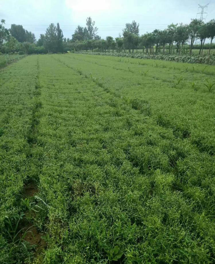 柴胡种植生长周期 柴胡栽培种植技术 柴胡病虫害管理 柴胡今年行情 柴胡产地直销