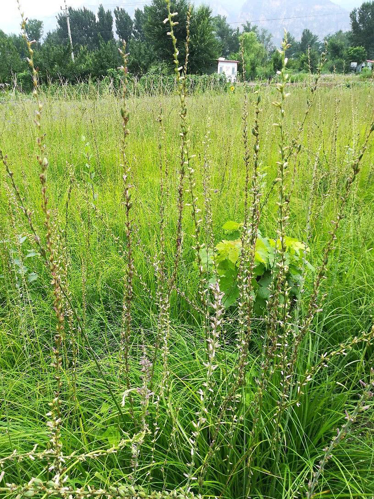 知母种苗什么季节种植好 知母种植及经济效益 中药材知母的种植与管理 哪些中草药可以种植