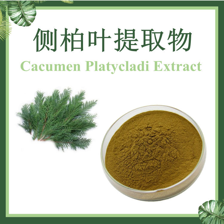 侧柏叶提取物 10:1 柏树叶提取物  现货供应