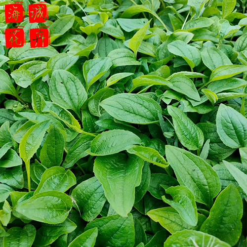 松果菊小苗 松果菊批发  绿化苗木花卉松果菊