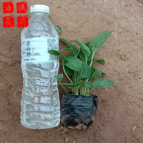 观赏松果菊 松果菊批发  绿化苗木花卉松果菊