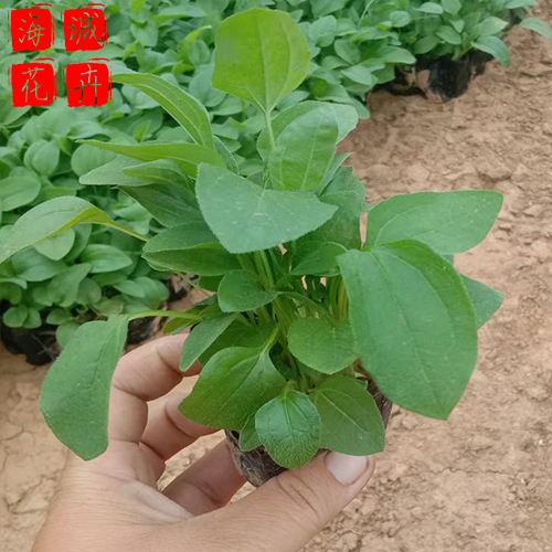 荒山绿化松果菊 松果菊批发  绿化苗木花卉松果菊