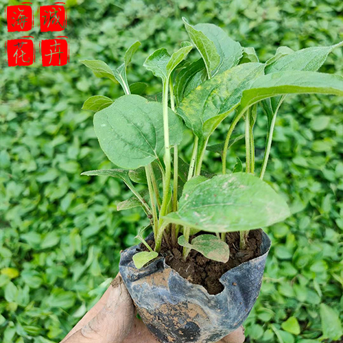 松果菊苗圃 松果菊批发  绿化苗木花卉松果菊