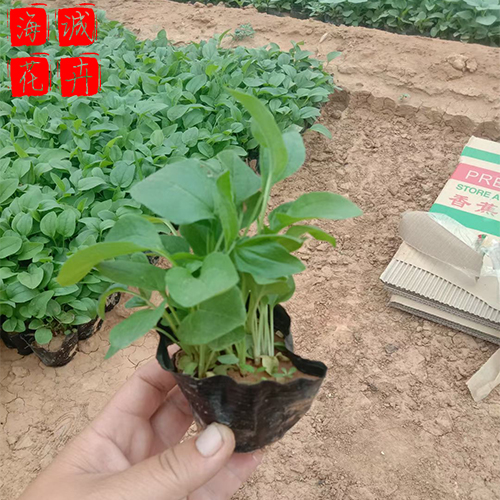 松果菊绿化设计 松果菊批发  绿化苗木花卉松果菊