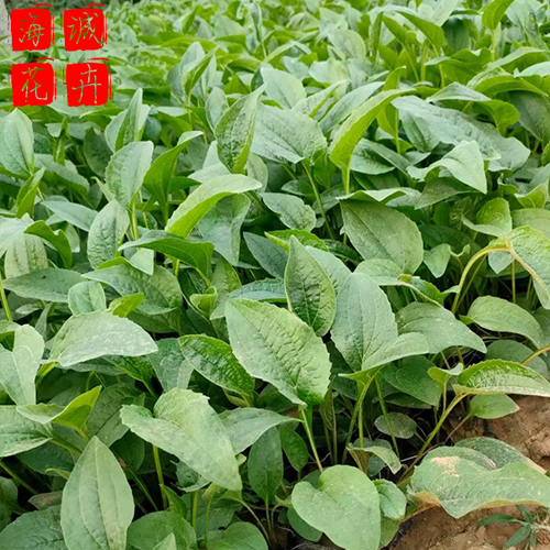 村庄绿化松果菊 松果菊批发  绿化苗木花卉松果菊