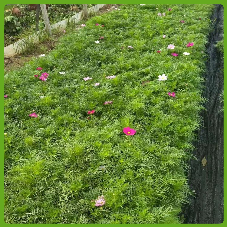 品质优良 波斯菊小苗供应商 陕西波斯菊