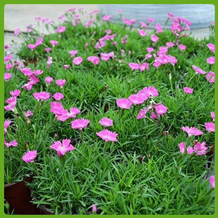 长势好的欧石竹小苗 幼苗 泳泽 欧石竹种植基地