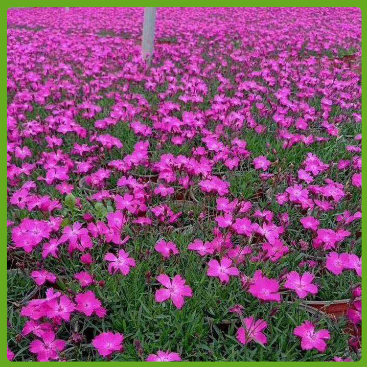 批量供应 欧石竹穴盘苗 北京欧石竹供应商【泳泽花卉】