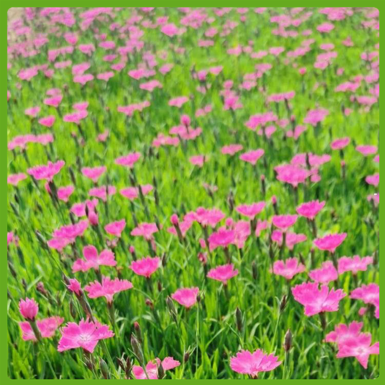 欧石竹基地 出售穴盘苗欧石竹 新疆欧石竹 发货快