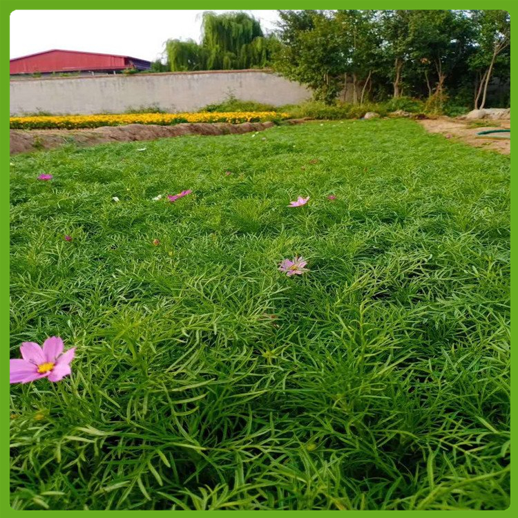 老板请看过来-青州波斯菊杯苗-波斯菊种植基地 泳泽花卉